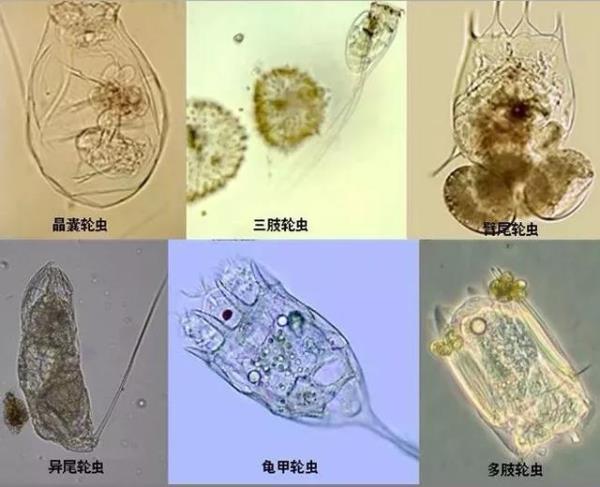 室内海水轮虫繁殖最快的方法