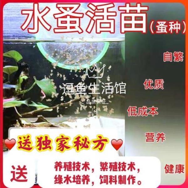 淘米水可以繁殖水蚤吗