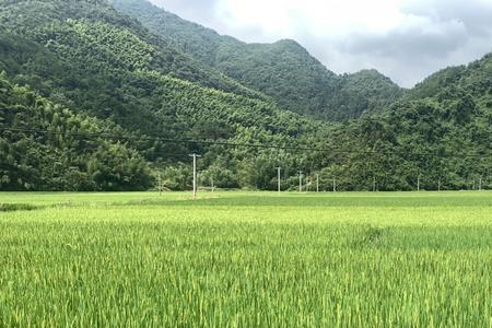 水稻田可以连续一直种水稻吗