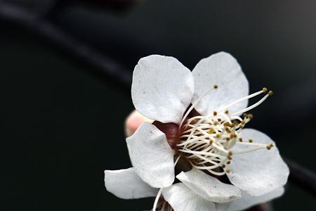 冬梅傲雪伴青松