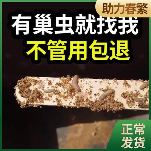 用大蒜治中蜂巢虫的方法