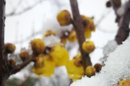 凌寒傲雪是什么意思