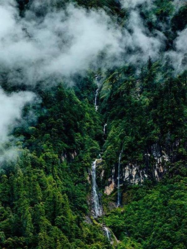 墨脱的热带雨林面积