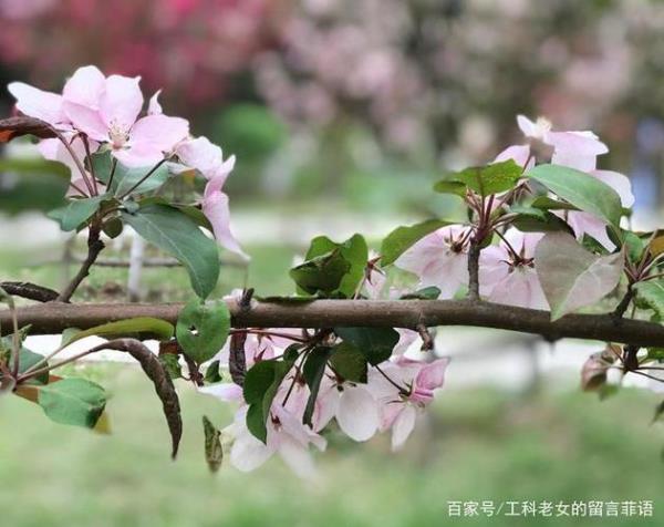 海棠虽红黄花愈瘦什么意思