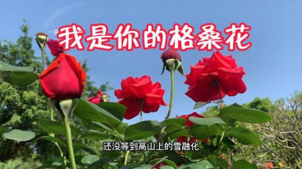 你是格桑花是什么歌