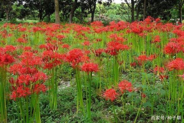 石蒜花能在北方室外过冬吗