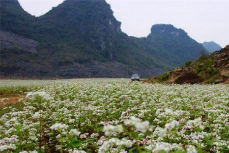 荞菜怎样种才高产