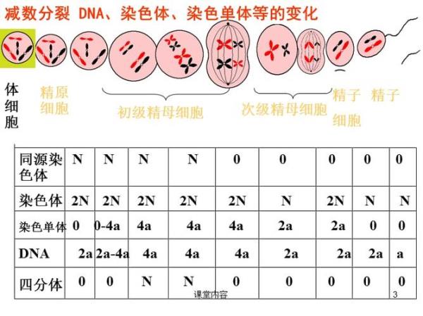 有丝分裂和减数分裂区别