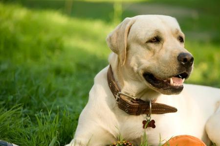 拉布拉多犬放院子里养可以吗