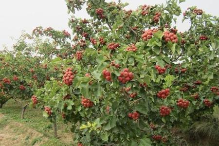 河南家庭适合种植山楂树吗