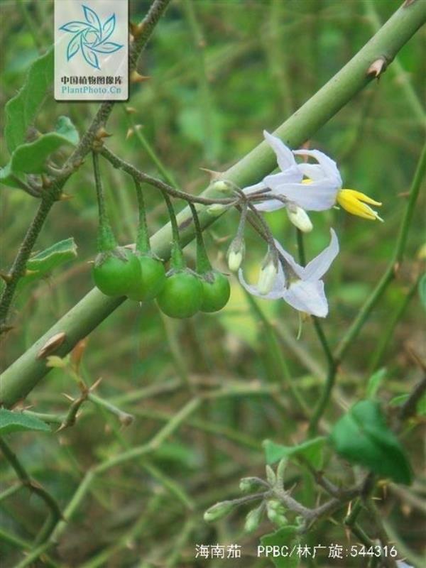 茄科植物