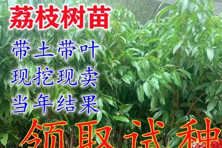 怎么区分桂味荔枝苗