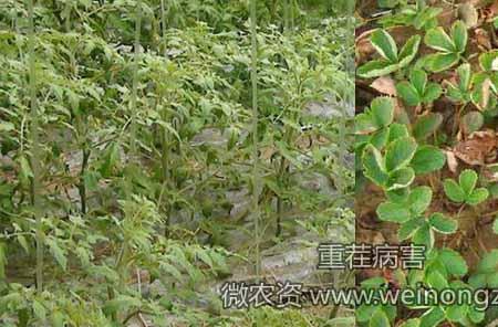 生菜种植可以重茬吗