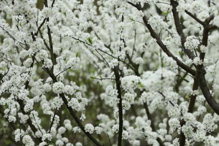 李子树开白花是什么李子