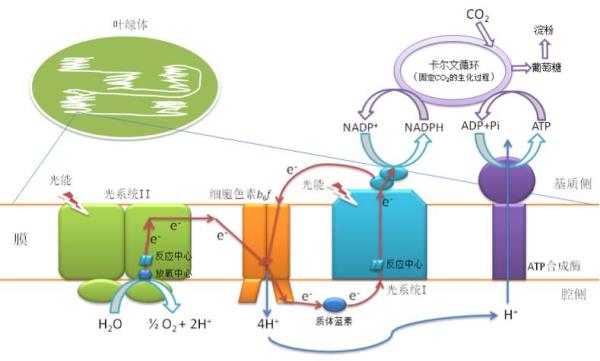 叶绿体类囊体薄膜功能