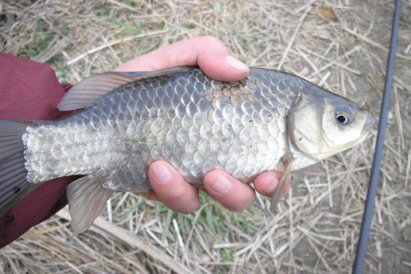 36度钓鲫鱼钓浅水还是深水