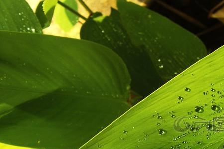 植物叶子滴水是什么原因