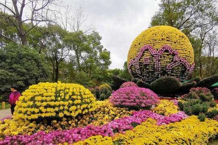 今年上海菊花展有几个地方