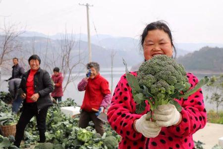 西兰花一年种几茬