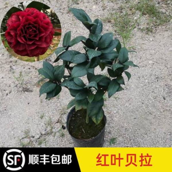 红叶贝拉茶花好养吗