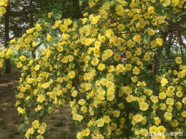 黄刺玫花语祝福语