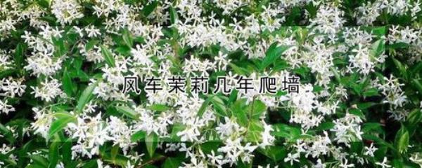 风车茉莉如何掐心抹芽