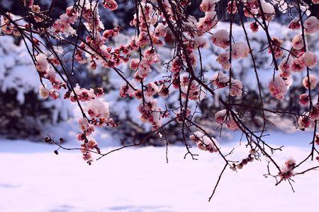 雪映红梅千岭艳的下联是什么