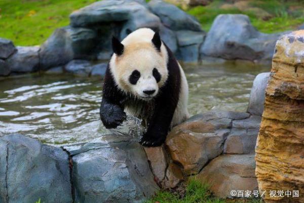 全国一共有多少只大熊猫