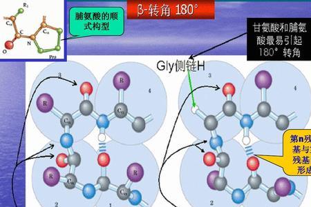 脯氨酸分子结构图