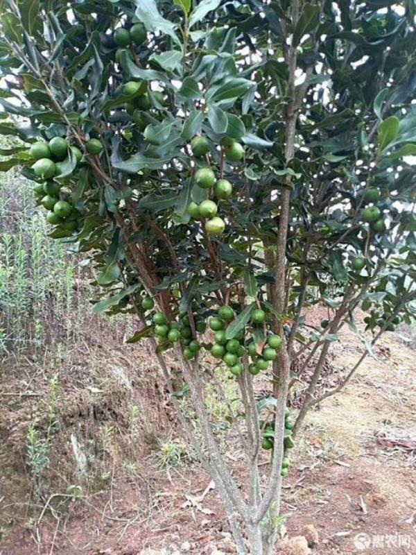 澳洲坚果开花时能杀虫吗