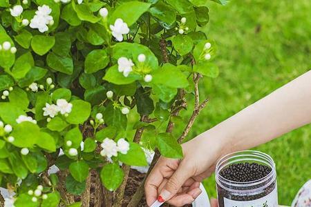 茉莉花怎样养殖