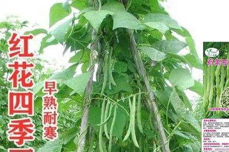 红花四季豆的种植方法