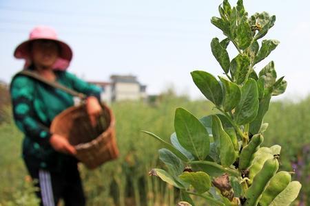 河北保定蚕豆的种植时间与方法