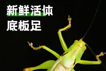 蝈蝈扎嘴什么意思