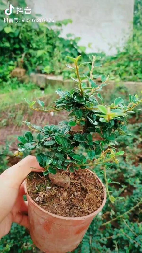 白花荀子在广东能结果吗