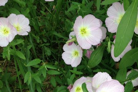 青桃红花的甜还是白花的