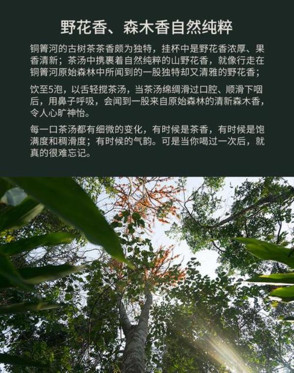 筒箐河普洱茶的特点