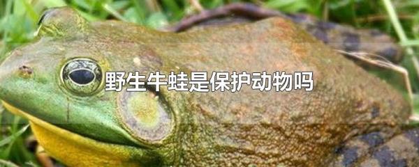 犁头蛙是保护动物吗