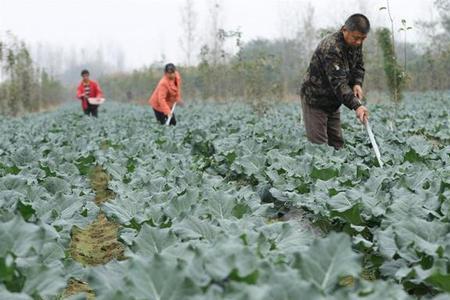 西兰花怎么种植