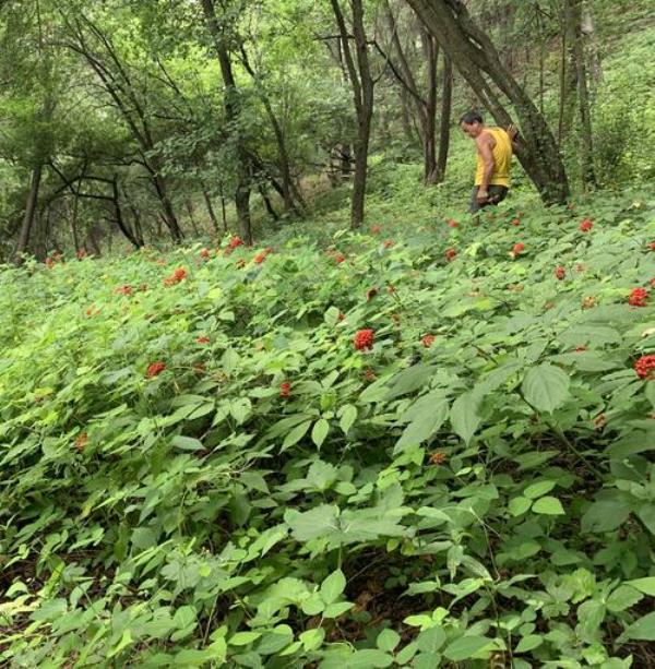 山西阳泉可以种植人参吗