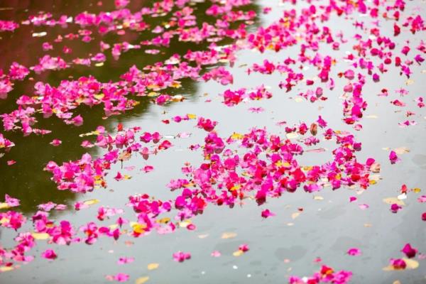 落花风雨更伤春什么意思