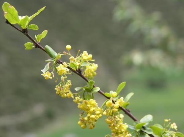 什么是锥花