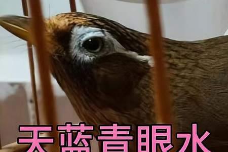 画眉鸟不敢下水洗澡了怎么办