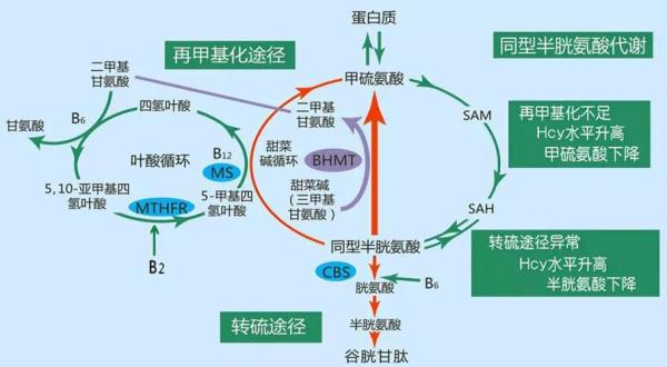 甘氨酸和三甲基甘氨酸的区别