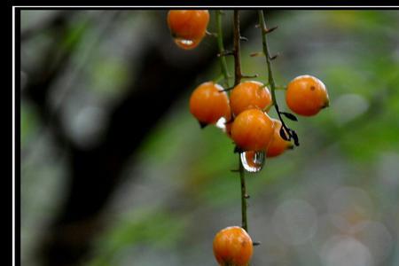 时光煮雨的意思是什么