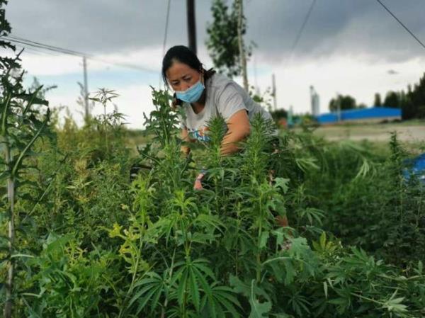 如何花盆里种植火麻