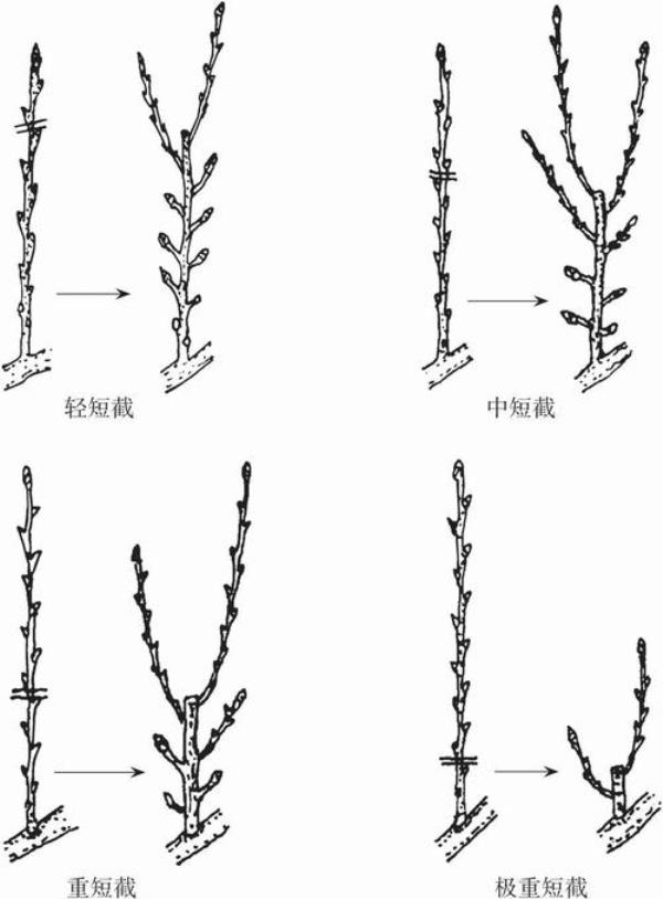 梨树修剪技术要点