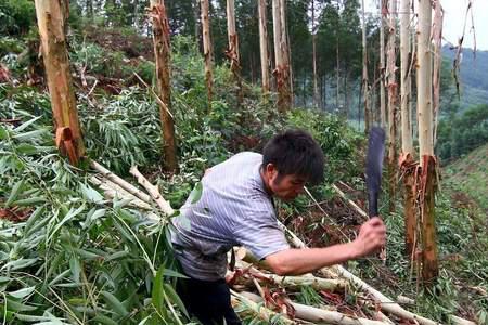 大树下埋死猪对树有好处吗