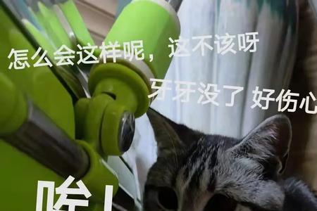 猫咪跑过来咬我一口什么意思