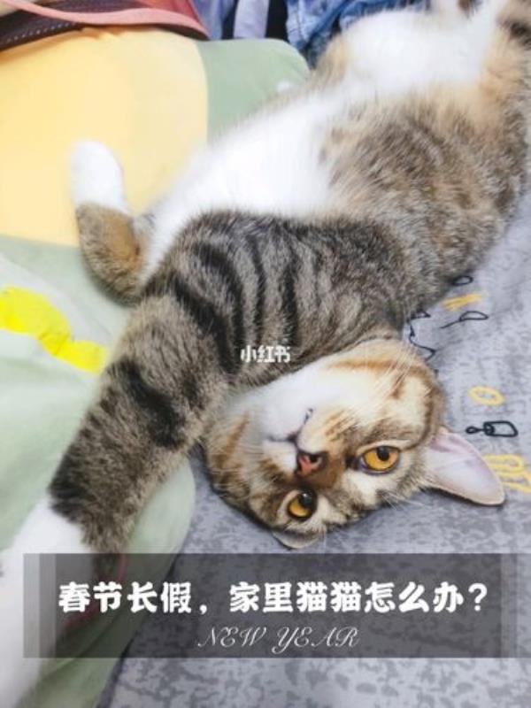 家里总招猫是怎么回事